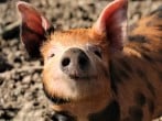 Marmalade the pig Marmalade the pig